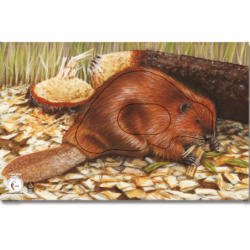 Blason KRUEGER Castor