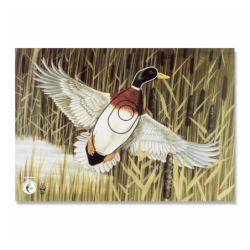 Blason KRUEGER Canard