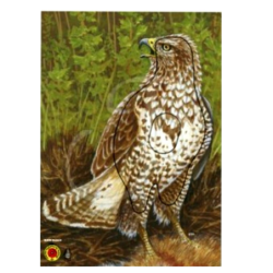 Blason KRUEGER Busard